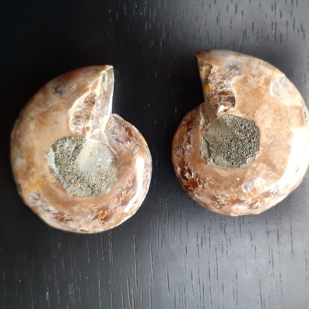 Ammonite Fossil - image 6